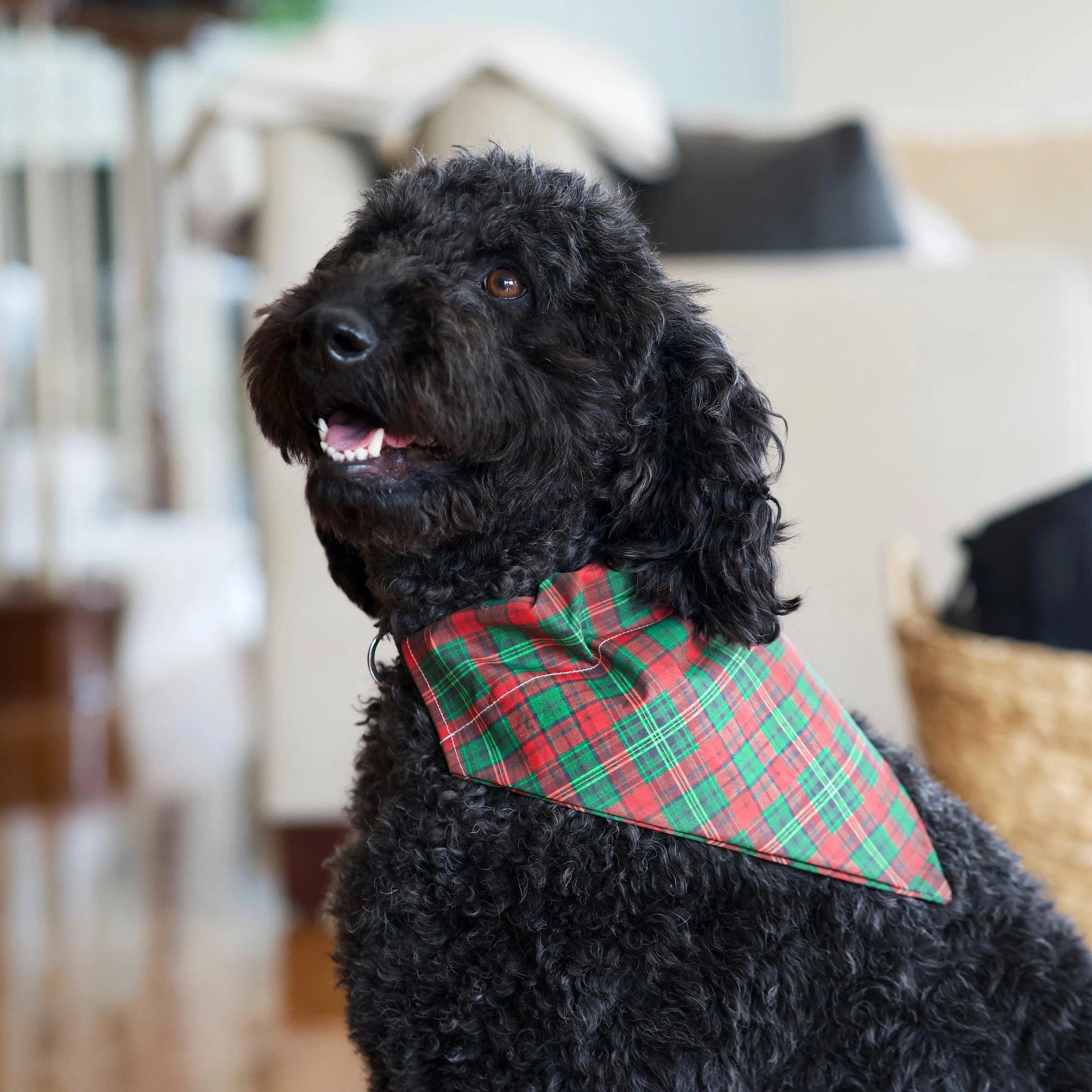 Red & Green Christmas Tartan Dog Bandana